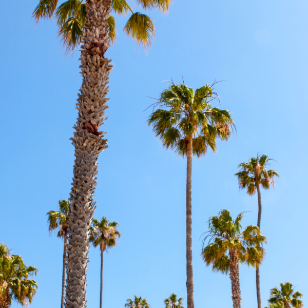 NOVÁ MOŽNOST STUDIA ANGLIČTINY V KALIFORNII – EC ENGLISH A CEL SPOLUPRACUJÍ